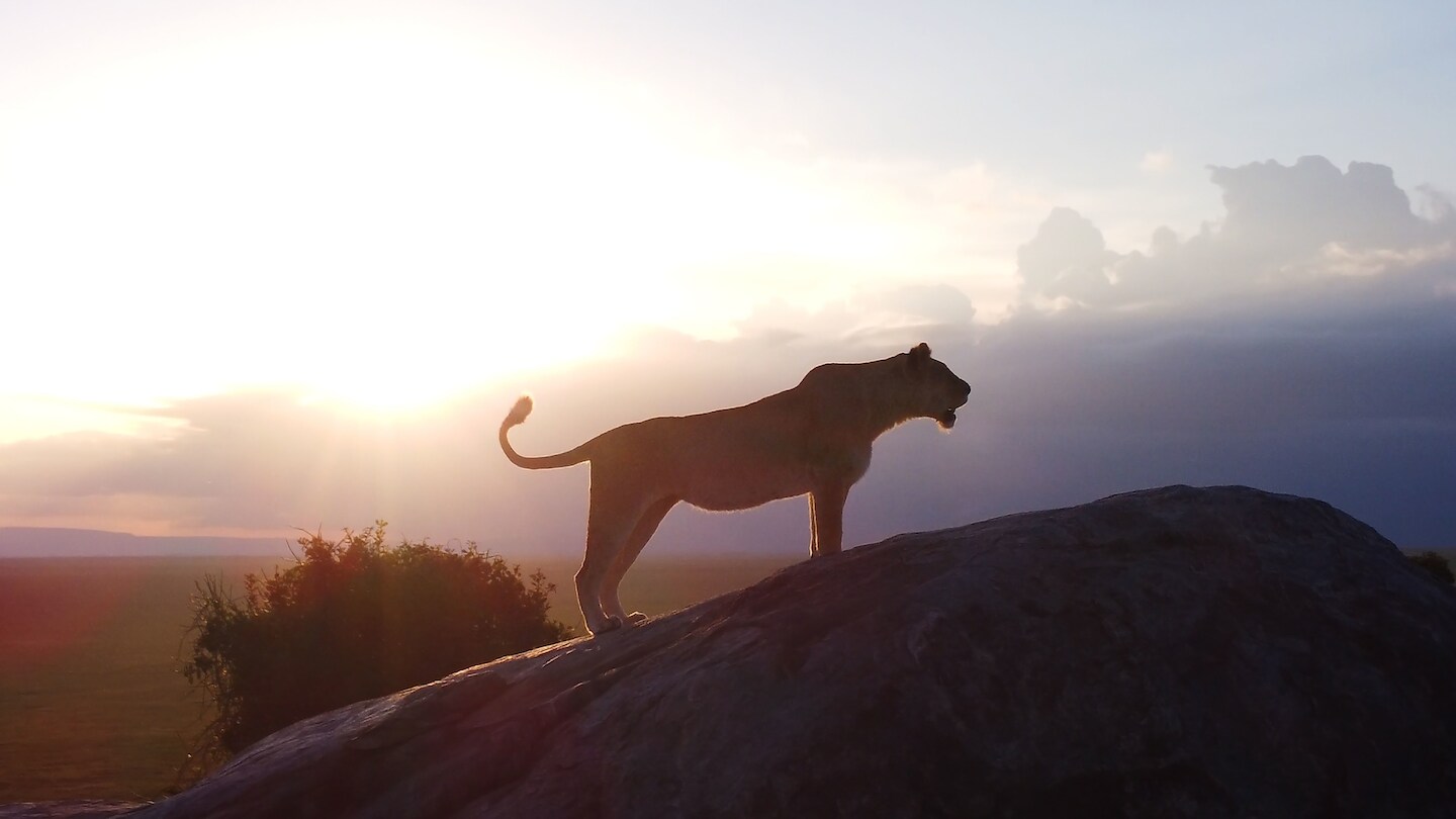 TV-Gids - alle tv programma's in 1 handig overzicht | Humo: The Wild Site