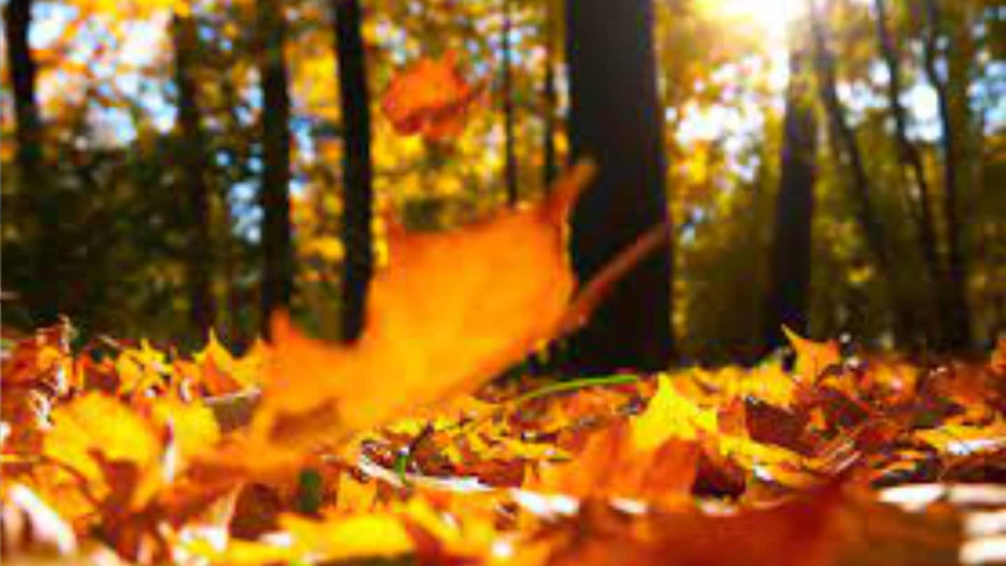 Herfstbeelden - VRT Canvas - woensdag 21 oktober 2026 - 08:00 - TV-Gids